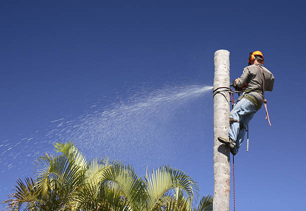 Best Root Management and Removal  in Adelphi, MD