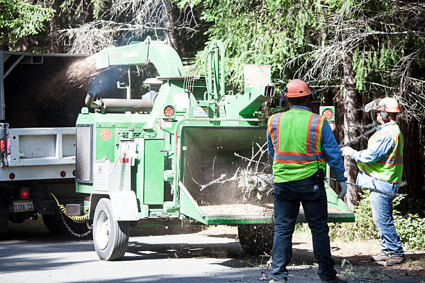Trusted Adelphi, MD Tree Care Experts