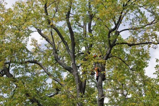 How Our Tree Care Process Works  in  Adelphi, MD